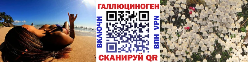 как найти наркотики  Зубцов  Галлюциногенные грибы Psilocybe 